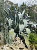 Agave americana