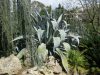 Agave americana