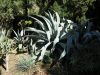 Agave americana