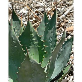Agave wocomahi