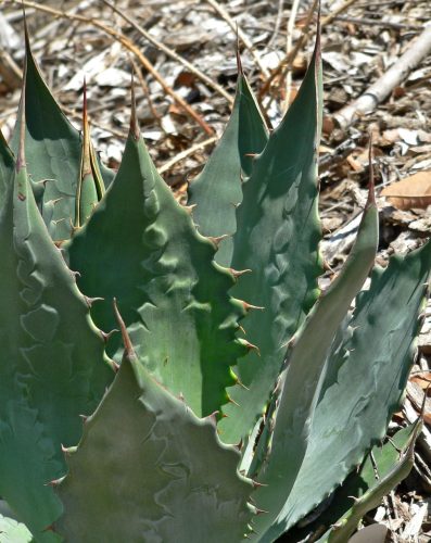 Agave wocomahi