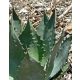 Agave wocomahi