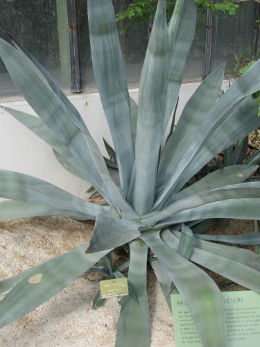 Agave tequilana