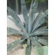 Agave tequilana