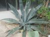 Agave tequilana