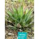 Agave montana