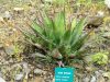 Agave montana