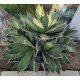 Agave oteroi