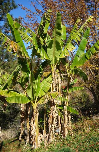 Musa sikkimensis