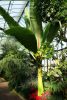 Ensete ventricosum egy trópusi melegházban