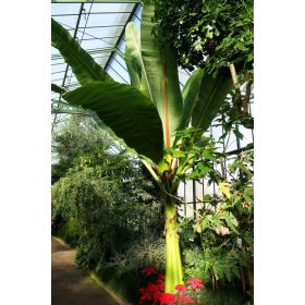 Ensete ventricosum egy trópusi melegházban
