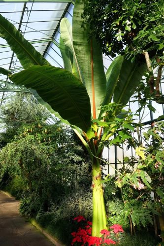 Ensete ventricosum egy trópusi melegházban