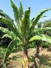 Ensete ventricosum szabadföldön növekedve
