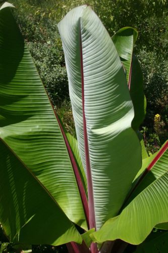 Ensete ventricosum nagy, bordó erezetű levele