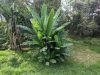 Ensete ventricosum