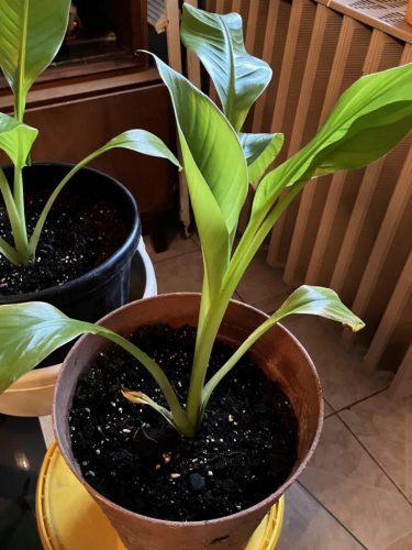 Fiatal Ensete ventricosum növény cserépben