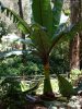 Ensete ventricosum egy erdei környezetben