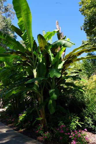 Musa balbisiana seed