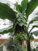 Ensete glaucum – kifejlett példány trópusi megjelenéssel