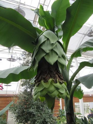 Ensete glaucum – mature plant with tropical appearance