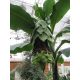 Ensete glaucum