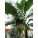 Ensete glaucum – mature plant with tropical appearance