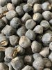 Ensete glaucum seed – natural state, hard-shelled seeds
