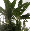 Ensete glaucum – szabadtéri példány, látványos trópusi megjelenéssel