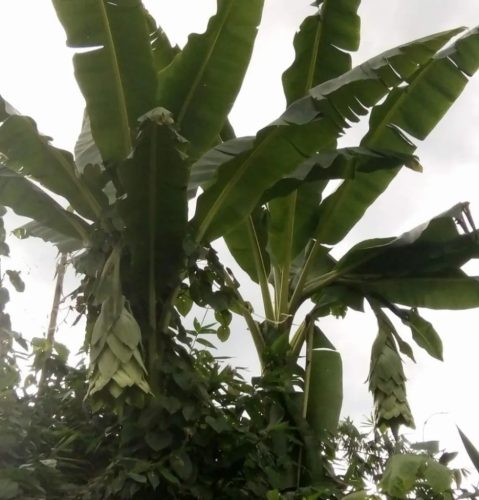 Ensete glaucum – szabadtéri példány, látványos trópusi megjelenéssel