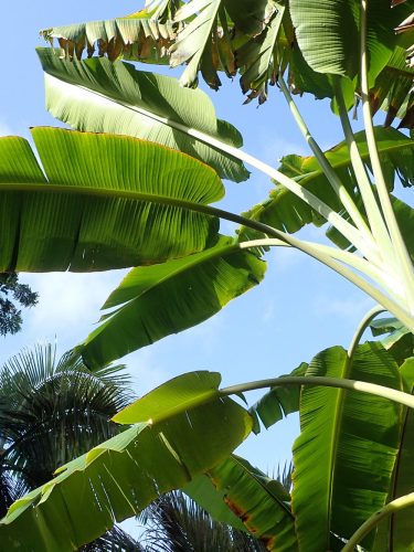 Musa yunnanensis seed