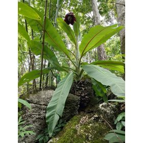Ensete lecongkietii – ritka árvabanán színes főérrel