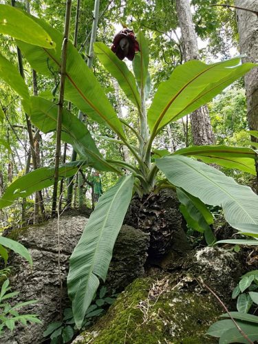 Ensete lecongkietii seed