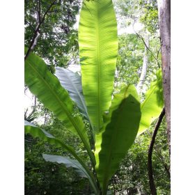 Ensete perrieri növény természetes élőhelyén Madagaszkáron