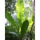 Ensete perrieri növény természetes élőhelyén Madagaszkáron