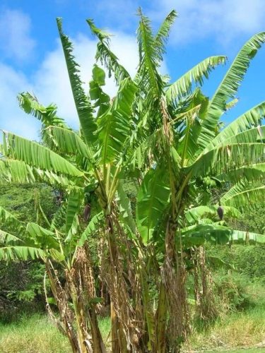 Musa itinerans ‘Mekong Giant’ banánnövény természetes környezetben
