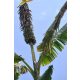 Musa maclayi var. erecta banana plant with fruit bunch under blue sky