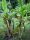 Musa mannii – Compact dwarf wild banana with dark pseudostems and tropical appearance