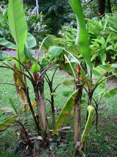 Musa mannii – Compact dwarf wild banana with dark pseudostems and tropical appearance