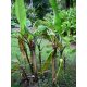Musa mannii – Compact dwarf wild banana with dark pseudostems and tropical appearance