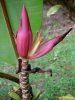 Musa mannii – Upright purplish-pink banana flower in close-up