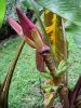 Musa mannii – Striking inflorescence with developing fruits