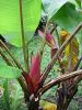 Musa mannii – Tropical foliage and flowering dwarf banana specimen