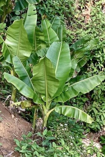 Musa sikkimensis 'Manipur Massive' – robust wild banana with thick leaves in its natural habitat
