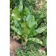 Musa sikkimensis 'Manipur Massive' – robust wild banana with thick leaves in its natural habitat
