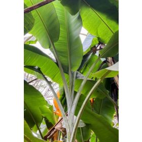 Musa sp. 'Jamesonii' – ezüstösen derengő álszár és kékeszöld lombozat