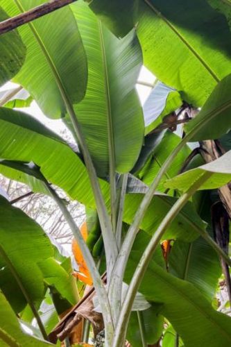 Musa sp. 'Jamesonii' – silvery pseudostem with bluish-green foliage
