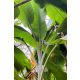 Musa sp. 'Jamesonii' – silvery pseudostem with bluish-green foliage