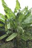 Musa sp. 'Jamesonii' – tall, slender wild banana with clustered stems