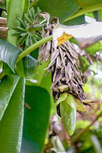 Inflorescence and developing fruits of Musa sp. 'Mt. Popomanaseu' from the Solomon Islands