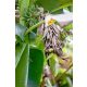 Inflorescence and developing fruits of Musa sp. 'Mt. Popomanaseu' from the Solomon Islands